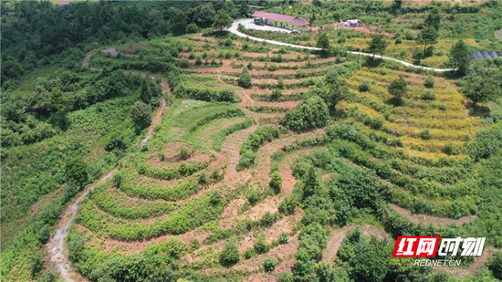 怀化鹤城区 发展中药材种植产业助力农户增收