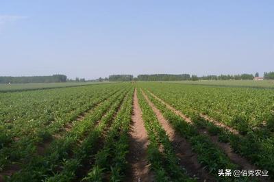 农村人种植中药材白术,苗期田间管理要精细,3个步骤轻松搞定