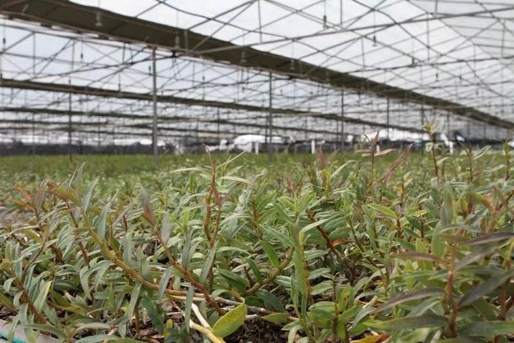石斛种植示范基地 有机栽培与品牌培育的融合之路