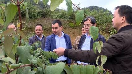 绥阳:&ldquo;国家金银花种植综合标准化示范区&rdquo;项目通过验收