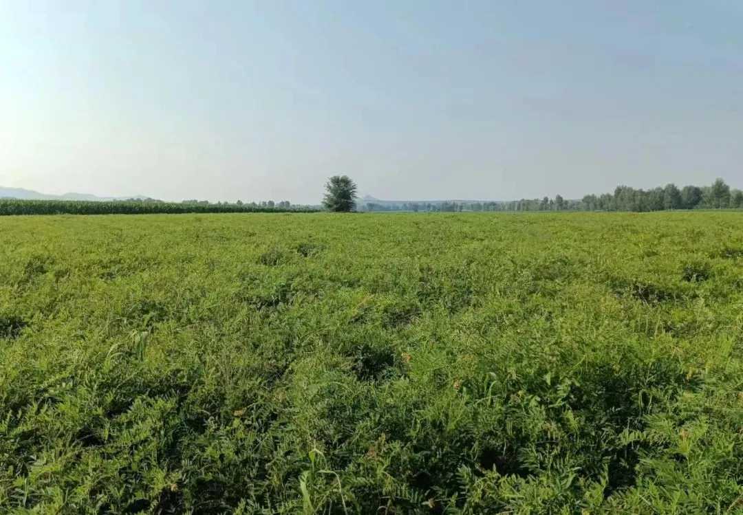 牛古吐镇:种植中药材 开出&ldquo;致富方&rdquo;