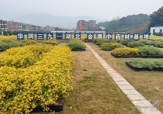 阳新县第三届野菊花丰收节在白沙镇举办